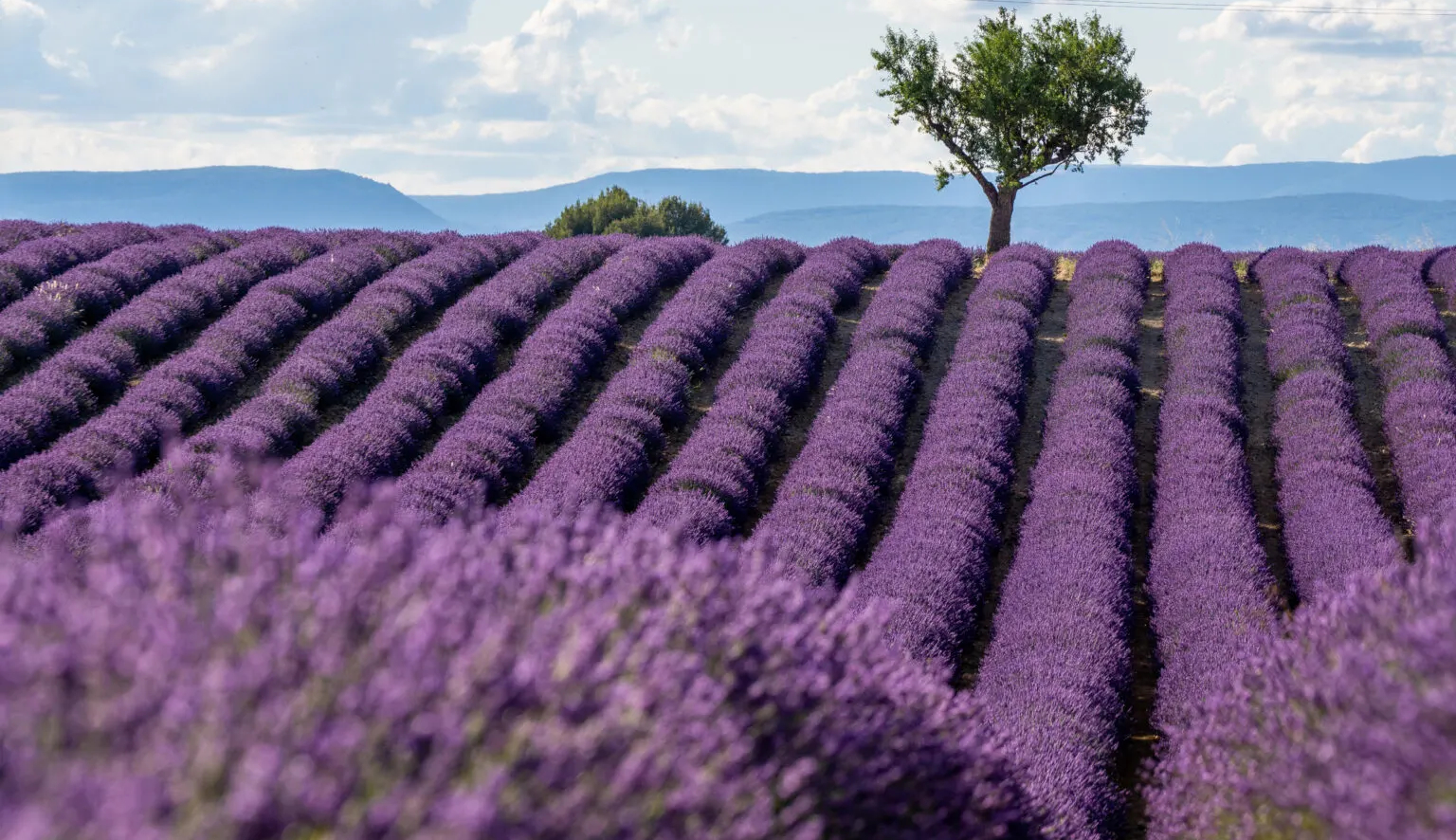 Lavender Field